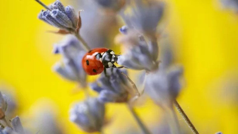 Schädelingsbekämpfung mit Marienkäfer | © Andermatt Biocontrol Suisse AG